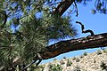 Branch on big Jeffrey pine, Lower Rock Creek canyon