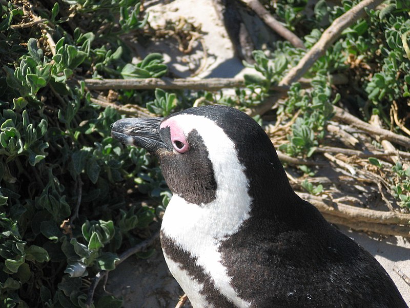 File:Brillenpinguin06.JPG