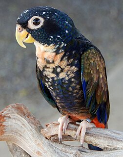 <span class="mw-page-title-main">Bronze-winged parrot</span> Species of bird