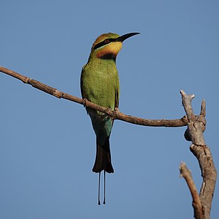 Rainbow bee-eater Species of bird