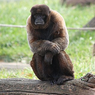 <span class="mw-page-title-main">Silvery woolly monkey</span> Subspecies of New World monkey