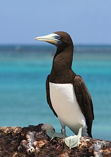 Sulidae Family of birds