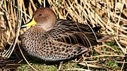 Thumbnail for Yellow-billed pintail