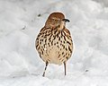 * Nomination Brown thrasher in the Central Park Shakespeare Garden --Rhododendrites 22:27, 24 February 2021 (UTC) * Promotion Good quality. --Bgag 00:41, 25 February 2021 (UTC)