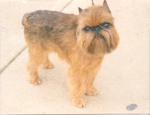 Belgian dwarf griffon