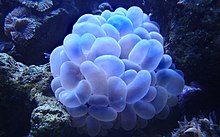 BubbleCoral.jpg