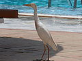 Kuhreiher Cattle Egret