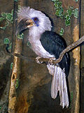 Thumbnail for White-crowned hornbill