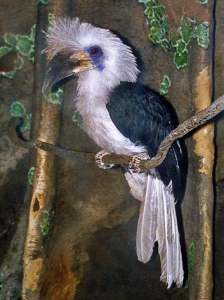 File:Bucerotidae - Berenicornis comatus.jpg