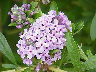 Fortune Salaire Mensuel de Buddleja Combien gagne t il d argent ? 2 000,00 euros mensuels