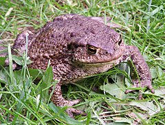 Лягушка вики. Жаба Буфо Буфо. Обыкновенная жаба (Bufo Bufo). Колхидская жаба. Серая жаба Буфо Буфо.