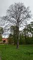 Čeština: Buk lesní červenolistý v zámeckém parku v Medlánkách
