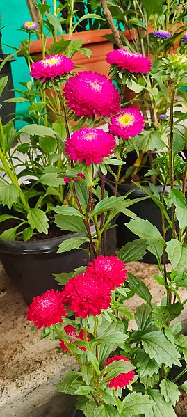 File:Bunch of pink little flower.jpg