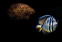 Descrierea imaginii Butterflyfish.jpg.