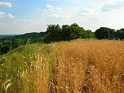 Grodzisko wczesnośredniowieczne w Strzelcach Dolnych