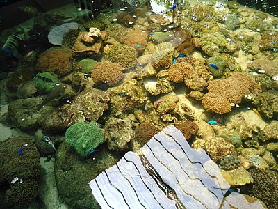 Cá biển Nha Trang trong bể 3.jpg
