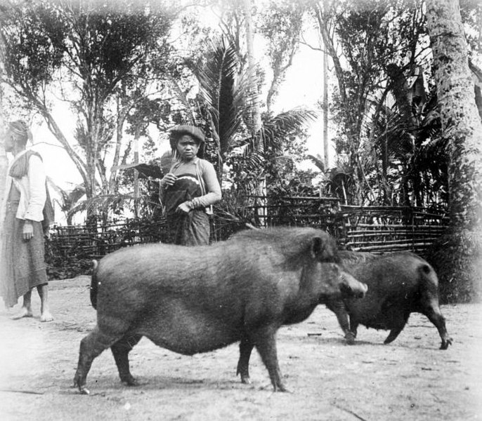 File:COLLECTIE TROPENMUSEUM Batakse varkens op Sumatra TMnr 10013365.jpg