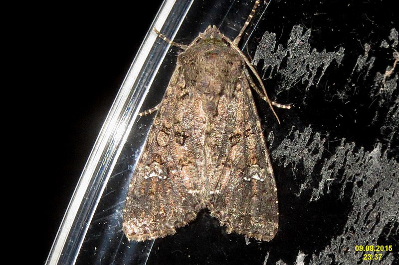 File:Cabbage moth (NH266) (24344394609).jpg