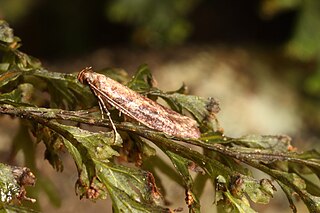 <i>Cadmogenes</i> Genus of moths