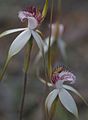 Caladenia longicauda subsp. eminens