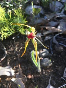 Caladenia magniclavata.jpg