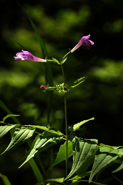 File:Calamintha grandiflora - Kobilji curek 3.jpg