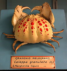 Calappa granulata - Giacomo Doria Civic Museum of Natural History - Gênes, Italie - DSC03234.JPG