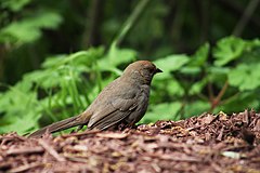 California towhee at en:Morcom Rose Garden.