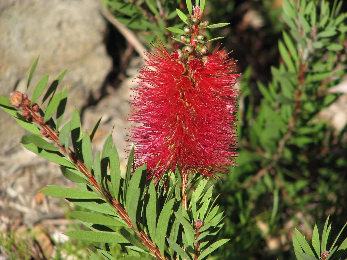 Callistemon - Wikipedia