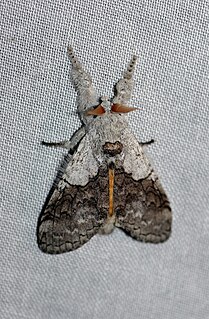 <i>Calliteara horsfieldii</i> Species of moth