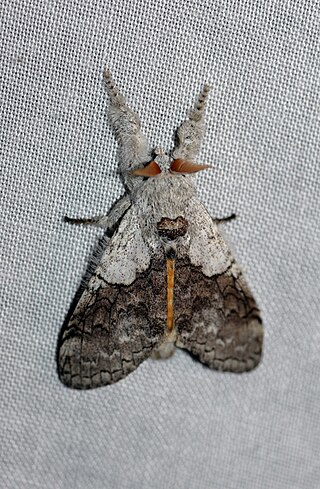 <i>Calliteara horsfieldii</i> Species of moth