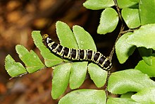 Callopistria-Kadavoor-2016-07-31-001.jpg