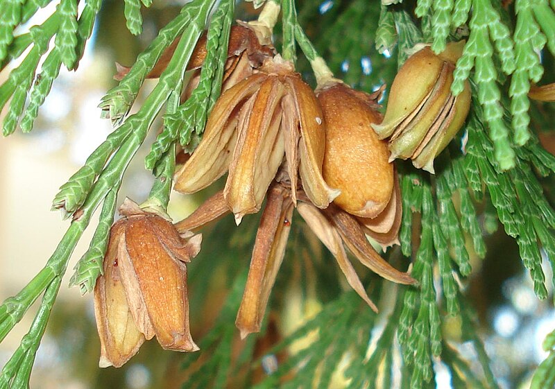 File:Calocedrus decurrens - cones.JPG