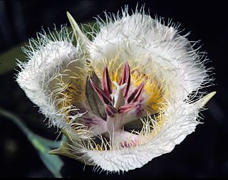 <i>Calochortus coxii</i> Species of flowering plant
