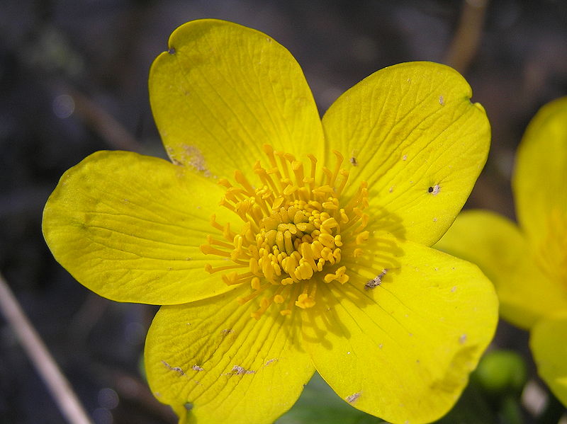 File:Caltha palustris2.JPG