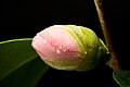 Camellia japonica 'Muon-no-yuki' Hamada, Shimane, Japan