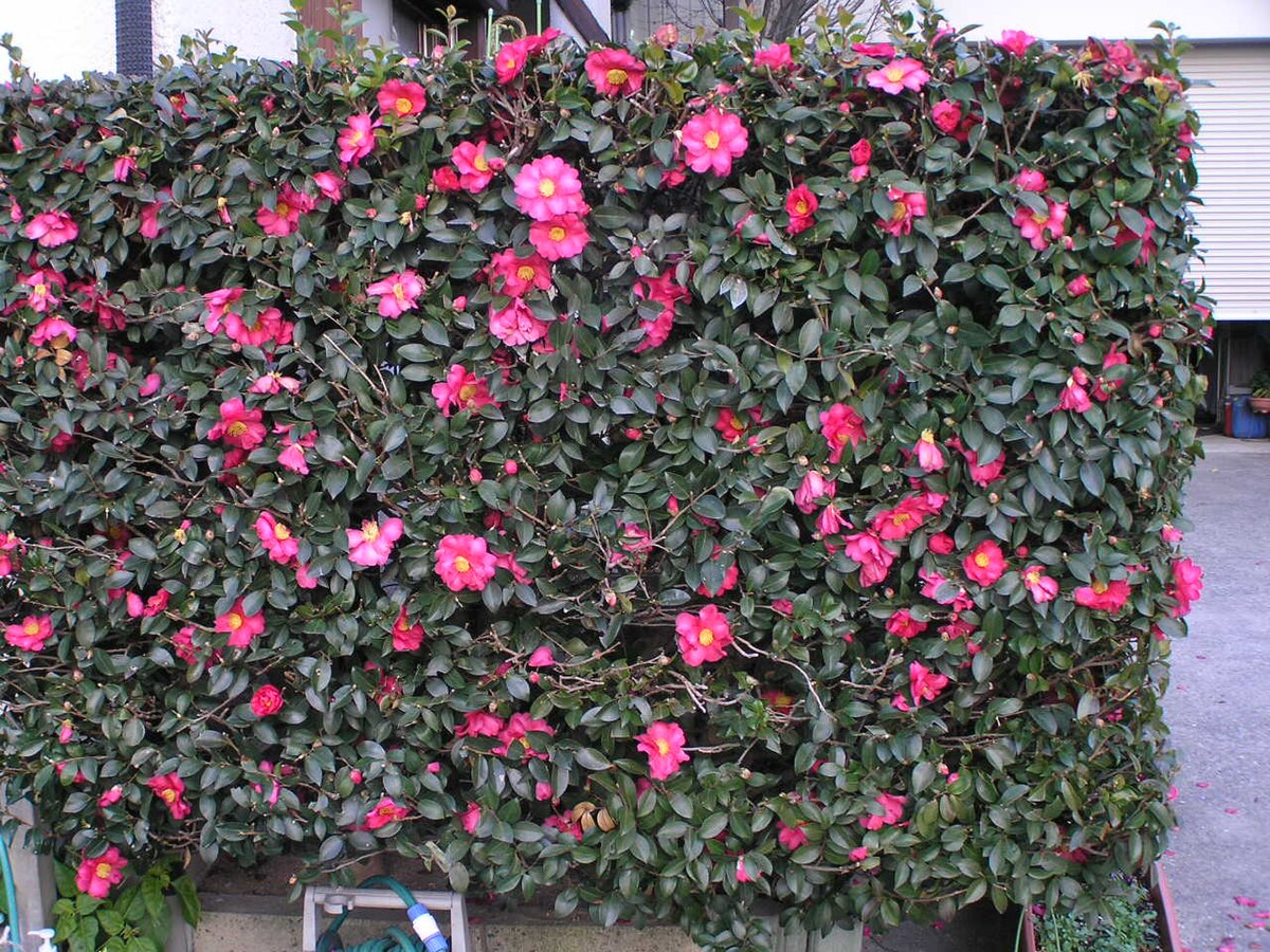 File Camellia Sasanquaサザンカ 山茶花 Jpg Wikimedia Commons