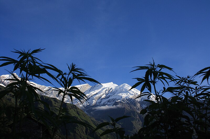 File:Cannabis plants in front of the Dhaulagiri summit (focus on summit).jpg