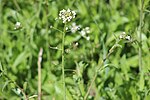 Thumbnail for File:Capsella bursa-pastoris 130100160.jpg