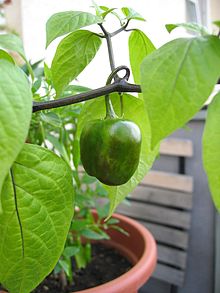 Capsicum pubescens.jpg