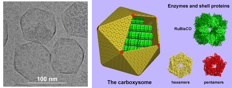 Carboxysomes are protein-enclosed bacterial microcompartments within the cytosol. On the left is an electron microscope image of carboxysomes, and on the right a model of their structure.