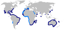 Peta dunia dengan warna biru gelap shading dari New England ke selatan Brasil, di tempat di sepanjang barat laut Afrika dan di Samudra Hindia, sekitar Afrika selatan, Jepang dan China, di seluruh Australia, dan sekitar Baja California, dan cahaya biru shading dari Spanyol ke Afrika selatan, termasuk di Mediterania barat, dan dari utara Chila