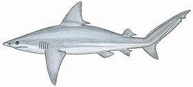 Carcharhinus plumb.JPG