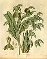 Catasetum cernuum (as syn. Catasetum trifidum) plate 3262 in: Curtis's Bot. Magazine (Orchidaceae), vol. 60, (1833)