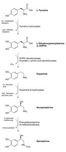 Tyrosine hydroxylase catalyzes the rate limiting step in catecholamine biosynthesis Catecholamines biosynthesis.svg