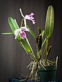 Cattleya maxima