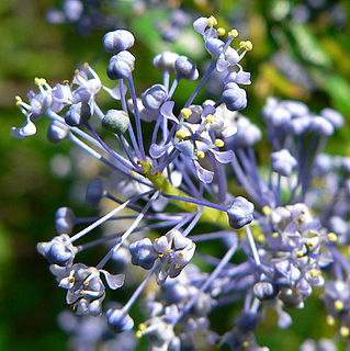 <i>Ceanothus cyaneus</i> Species of flowering plant