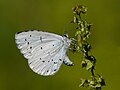 Celastrina argiolus