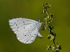 琉璃灰蝶 C. argiolus