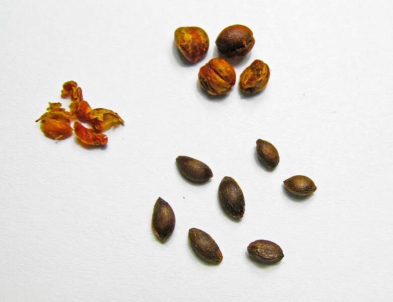 File:Celastrus paniculatus seeds.jpg